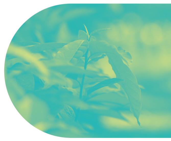 treedom banner